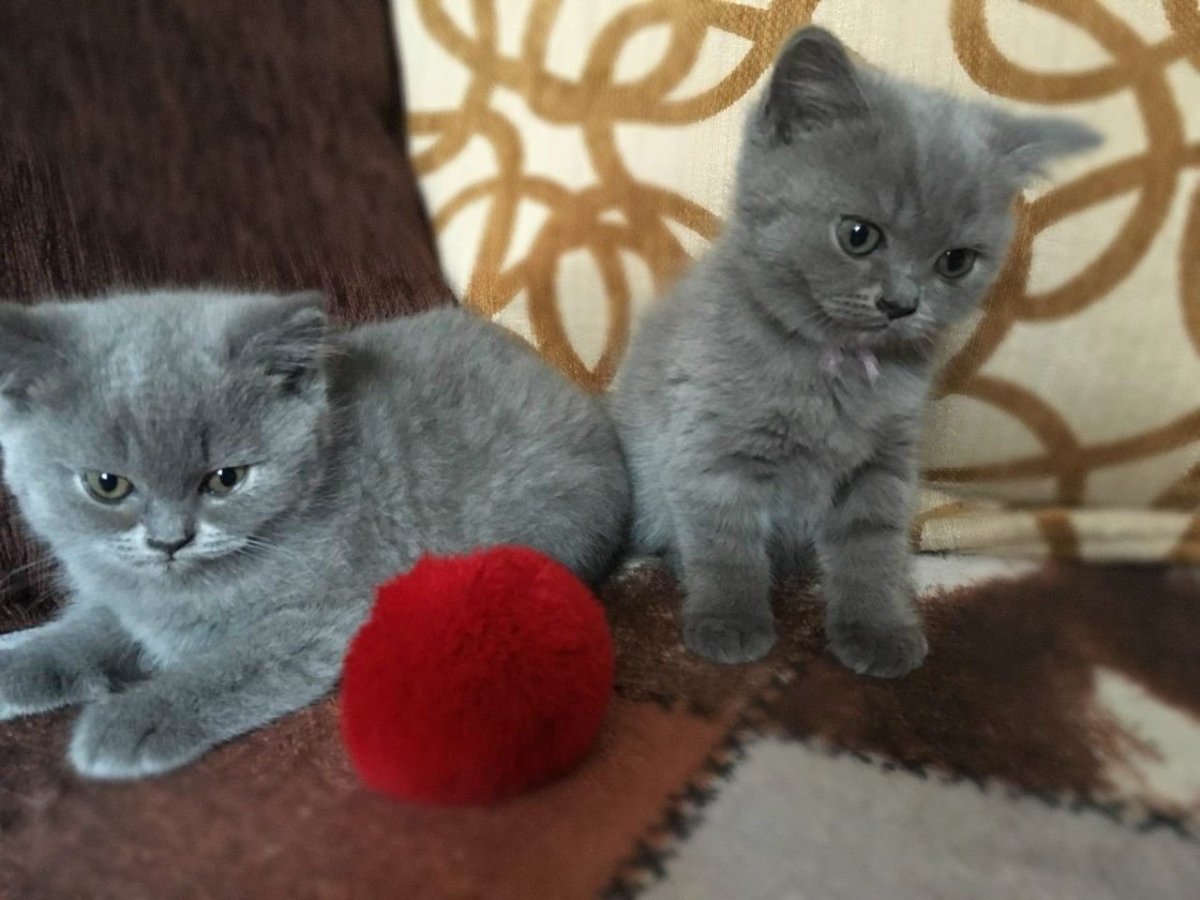 Британские котята прямоухие серые