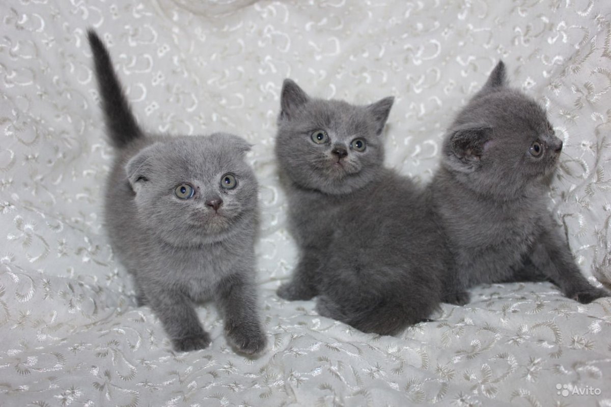 Британская кошка короткошерстная мраморная