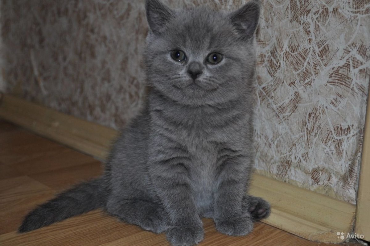 Котята британские прямоухие чистокровные