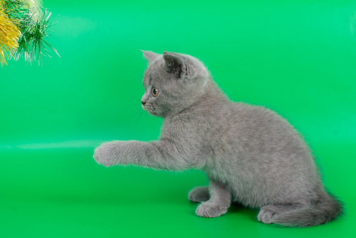 Шотландский котенок прямоухий