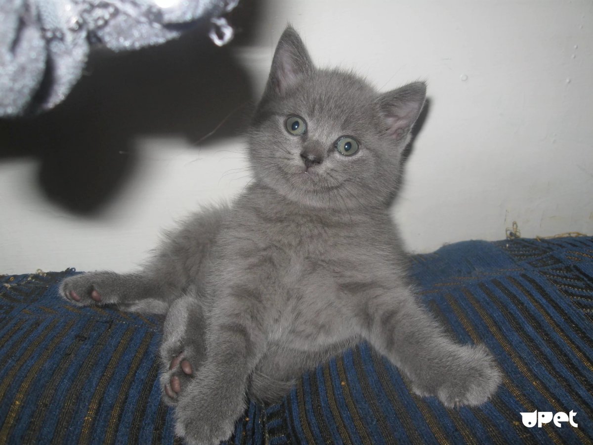Шотландский котенок прямоухий серый