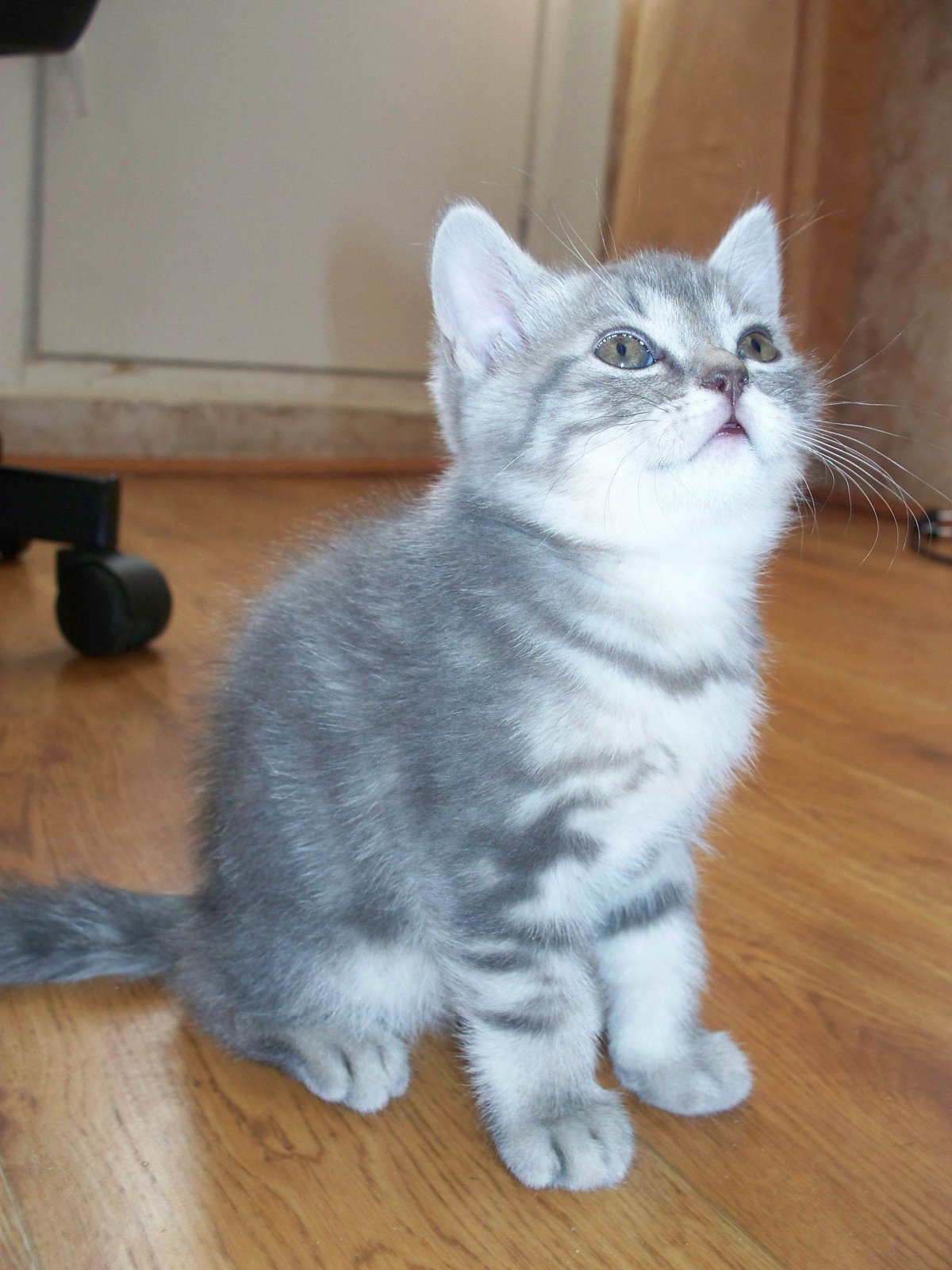 Шотландский кот прямоухий