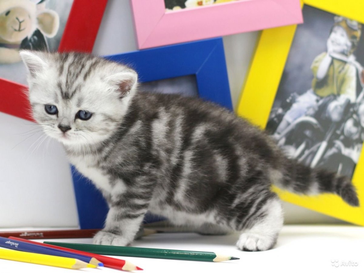 Скоттиш-страйт Шотландская прямоухая