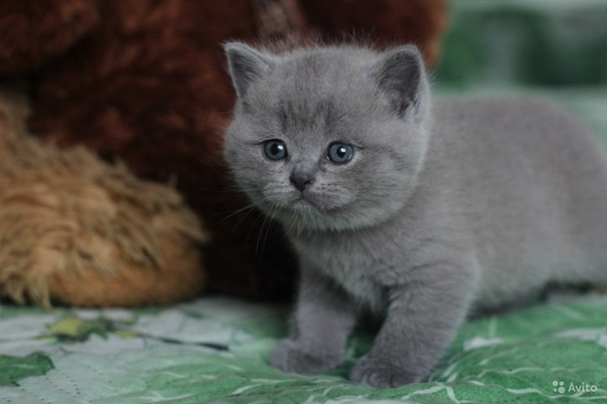 Скоттиш страйт голубые котята