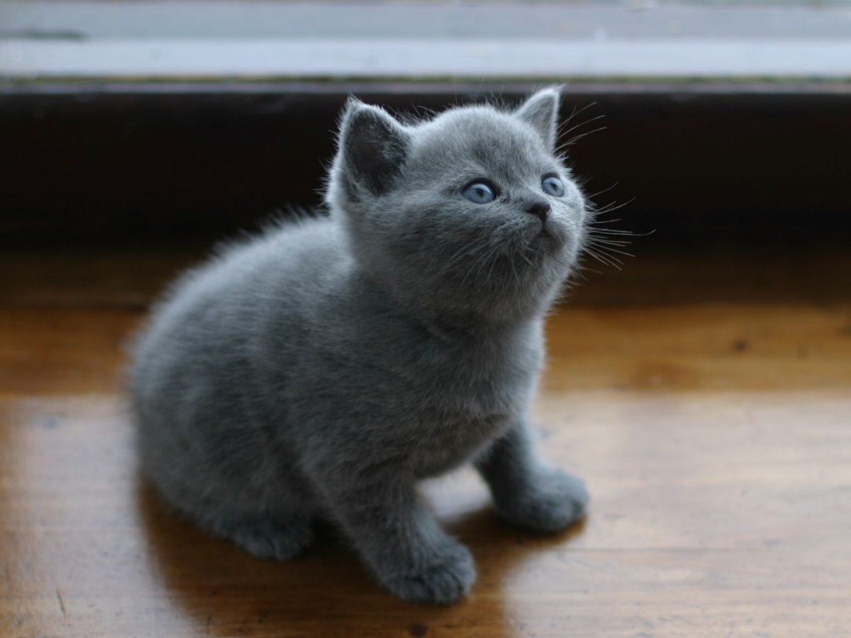 Шотландские котята прямоухие серые