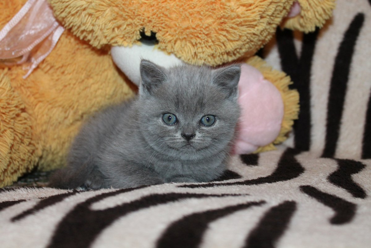 Кошка шотландско- Сибирская прямоухая