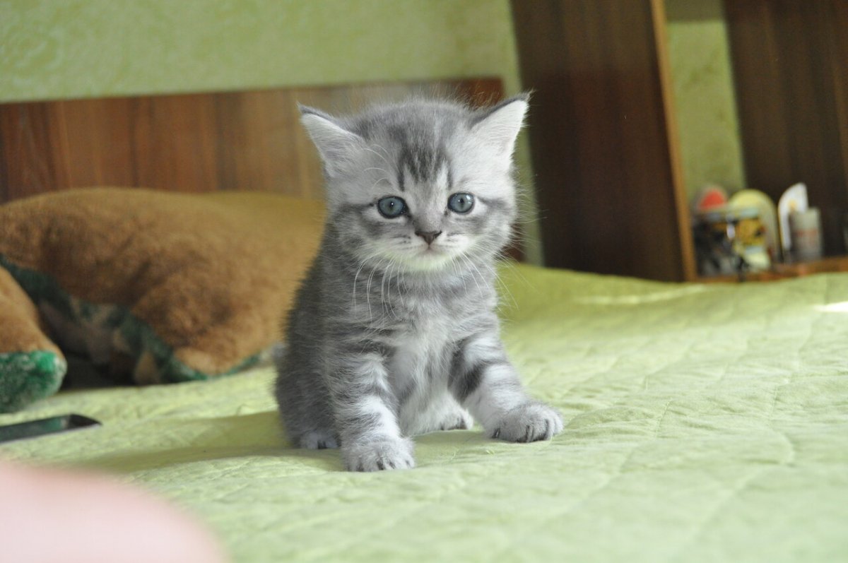 Шотландские прямоухие котята вискас