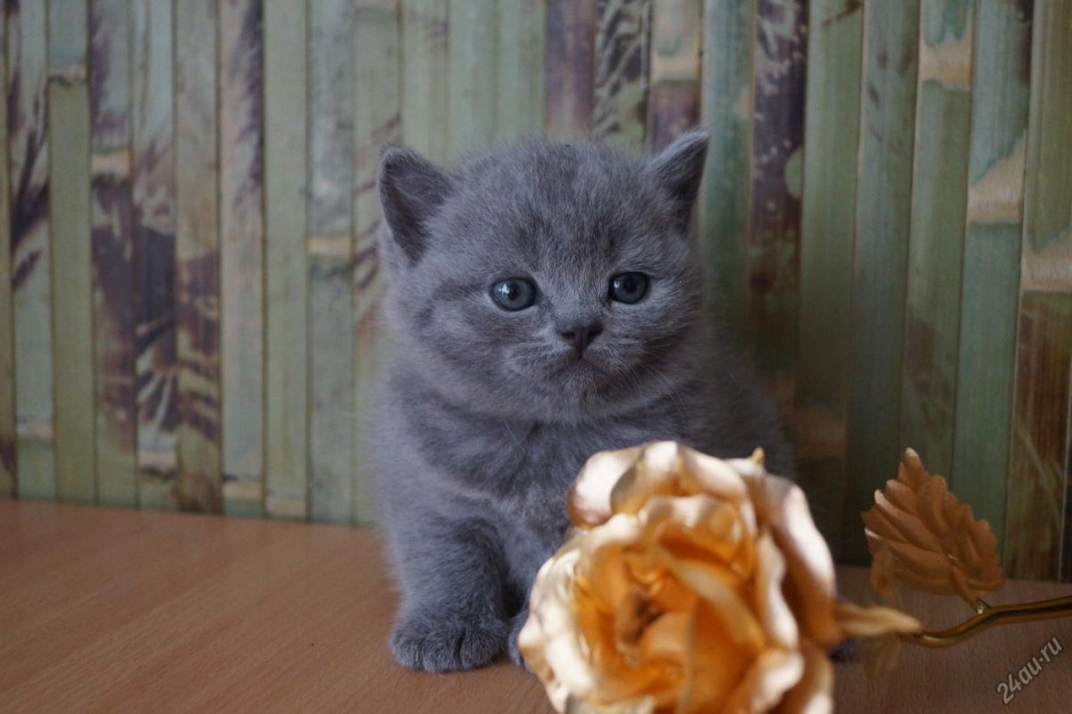 Шотландская голубая кошка прямоухая