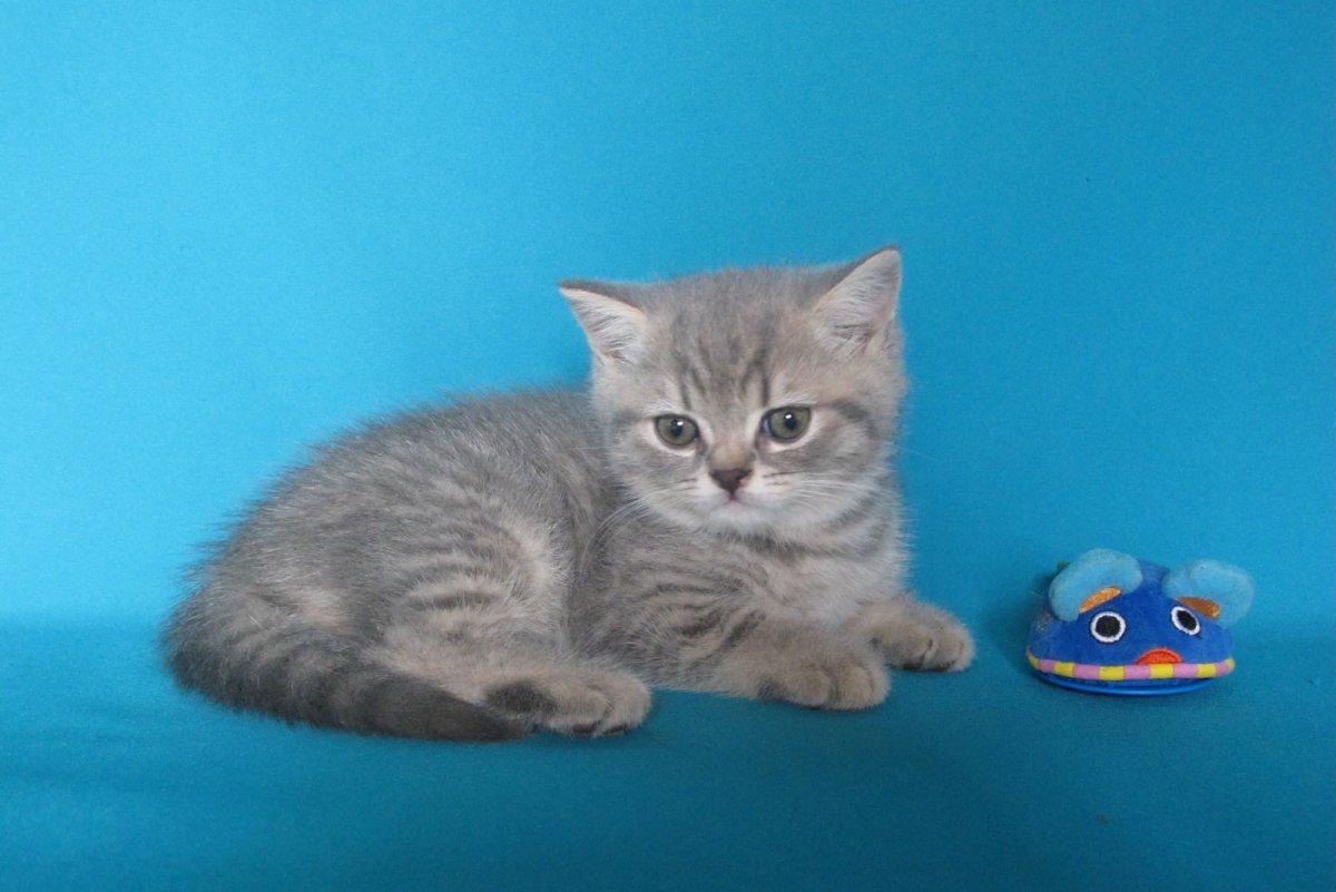 Шотландская прямоухая шиншиллового окраса