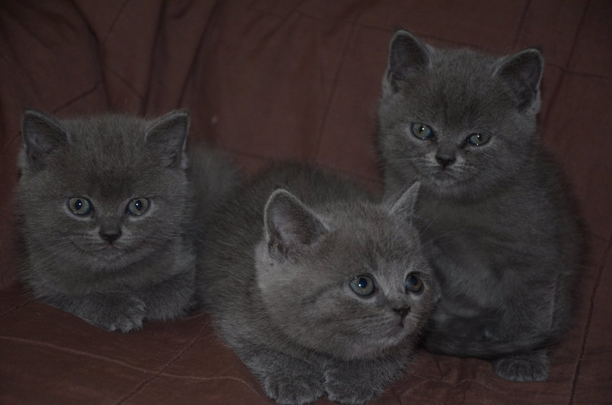 Котята скоттиш страйт прямоухие серые