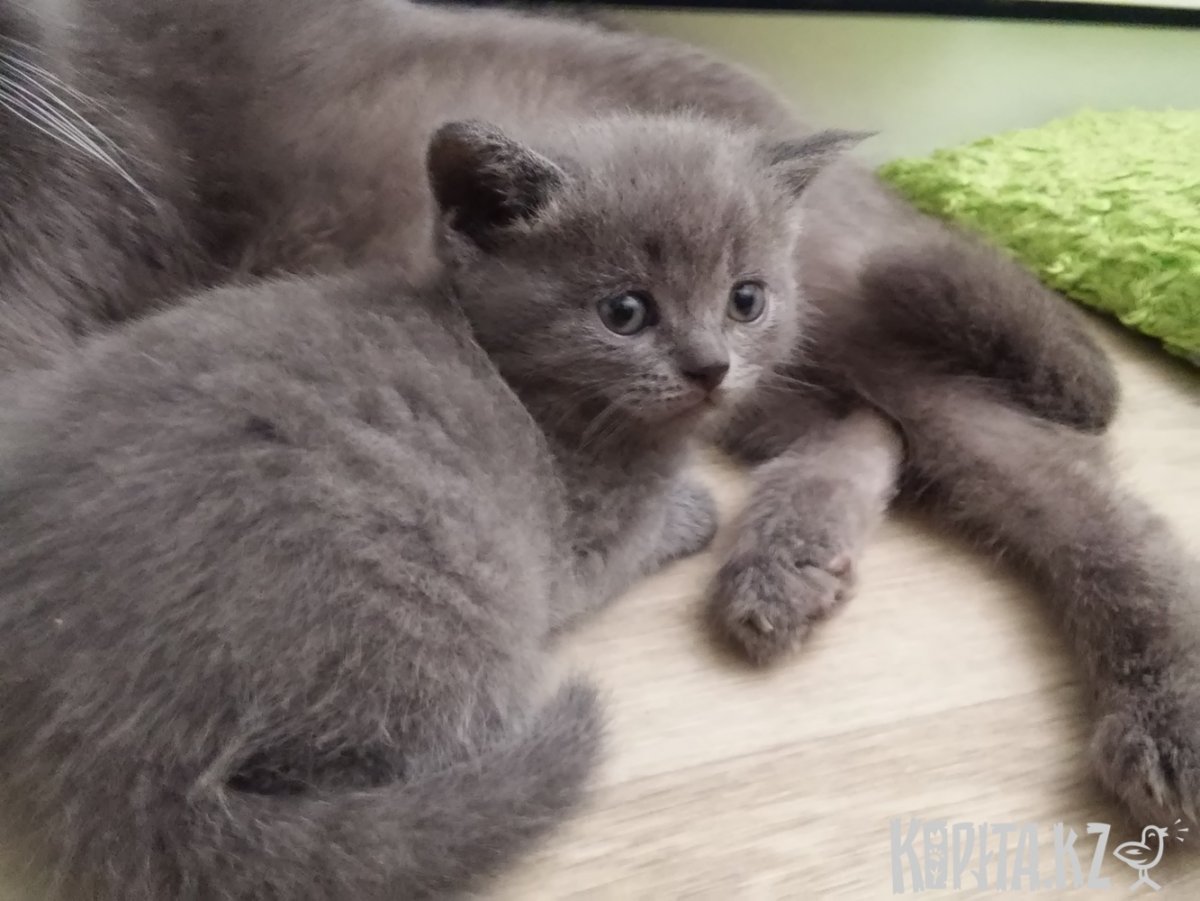 Шотландский страйт котенок