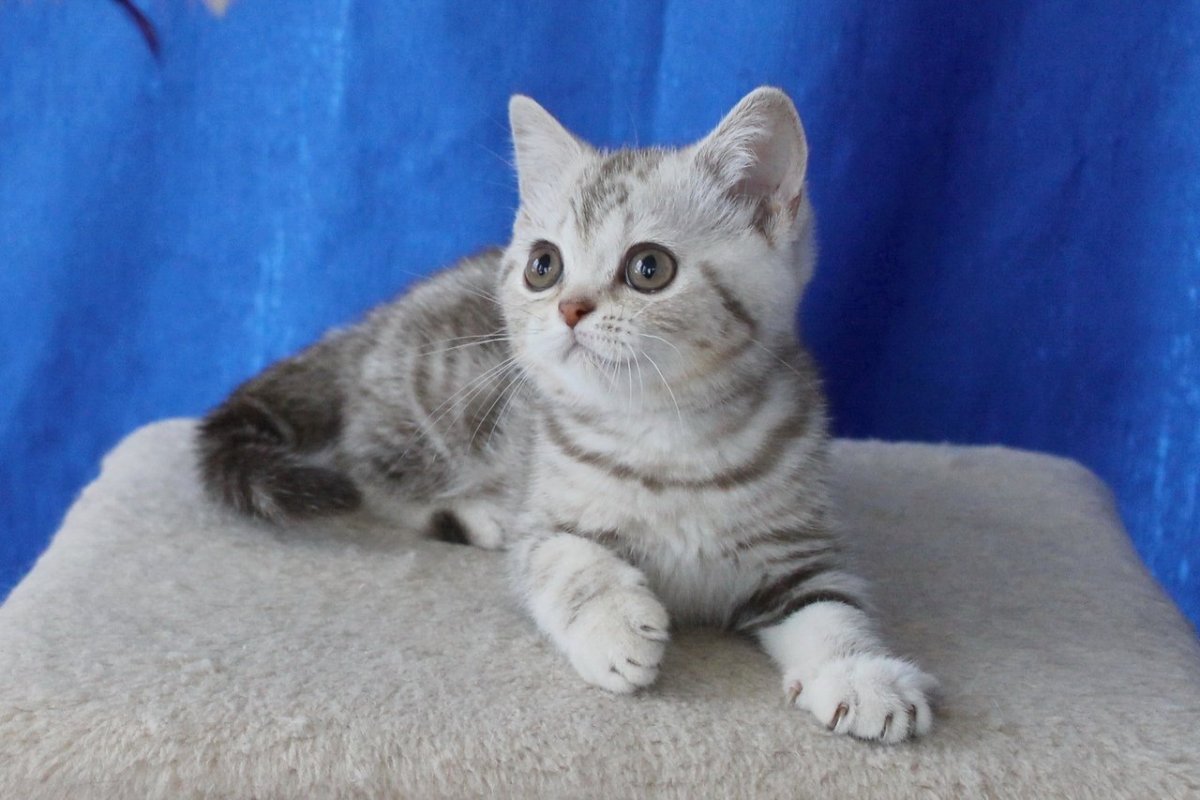 Шотландские прямоухие котята 2 месяца