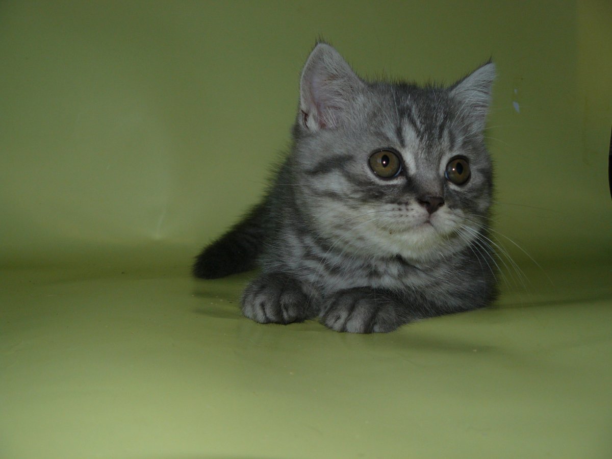 Серый страйт