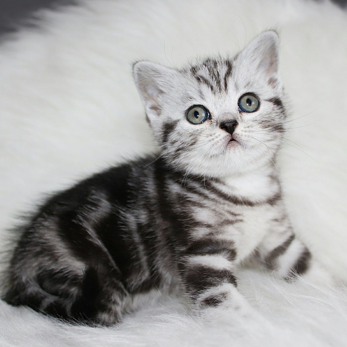 Шотландский прямоухий котенок полосатый серый