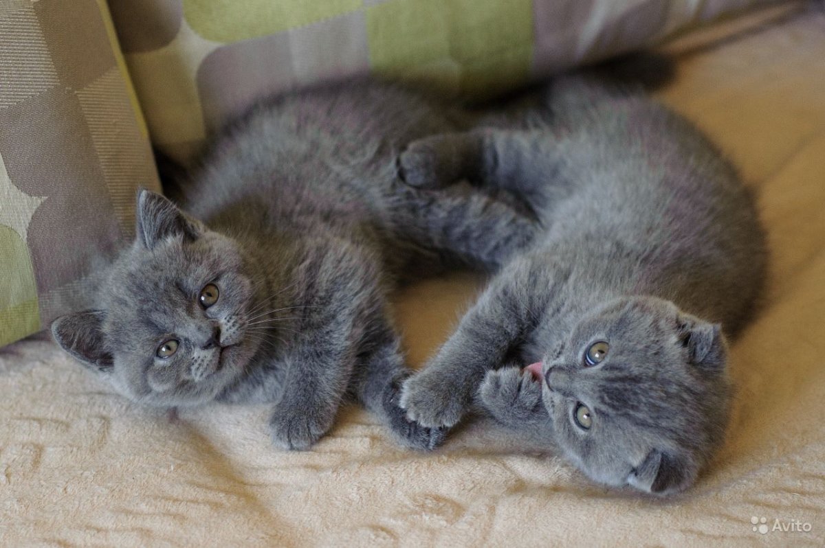 Шотландский котенок 2 месяца