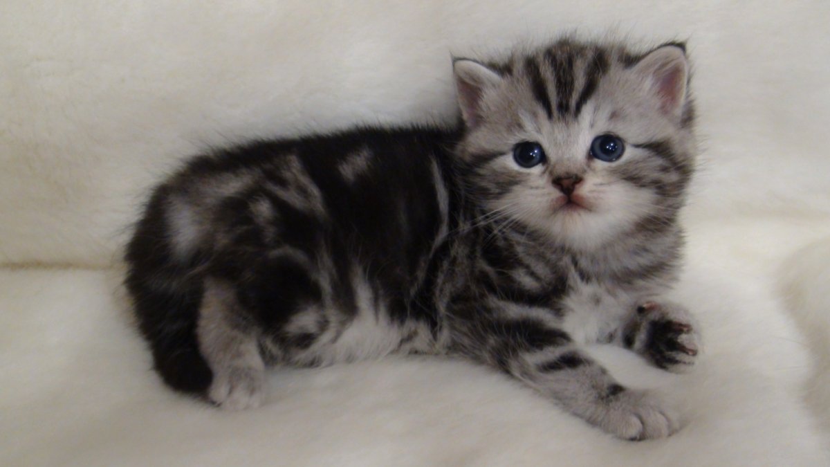 Шотландская голубая кошка прямоухая