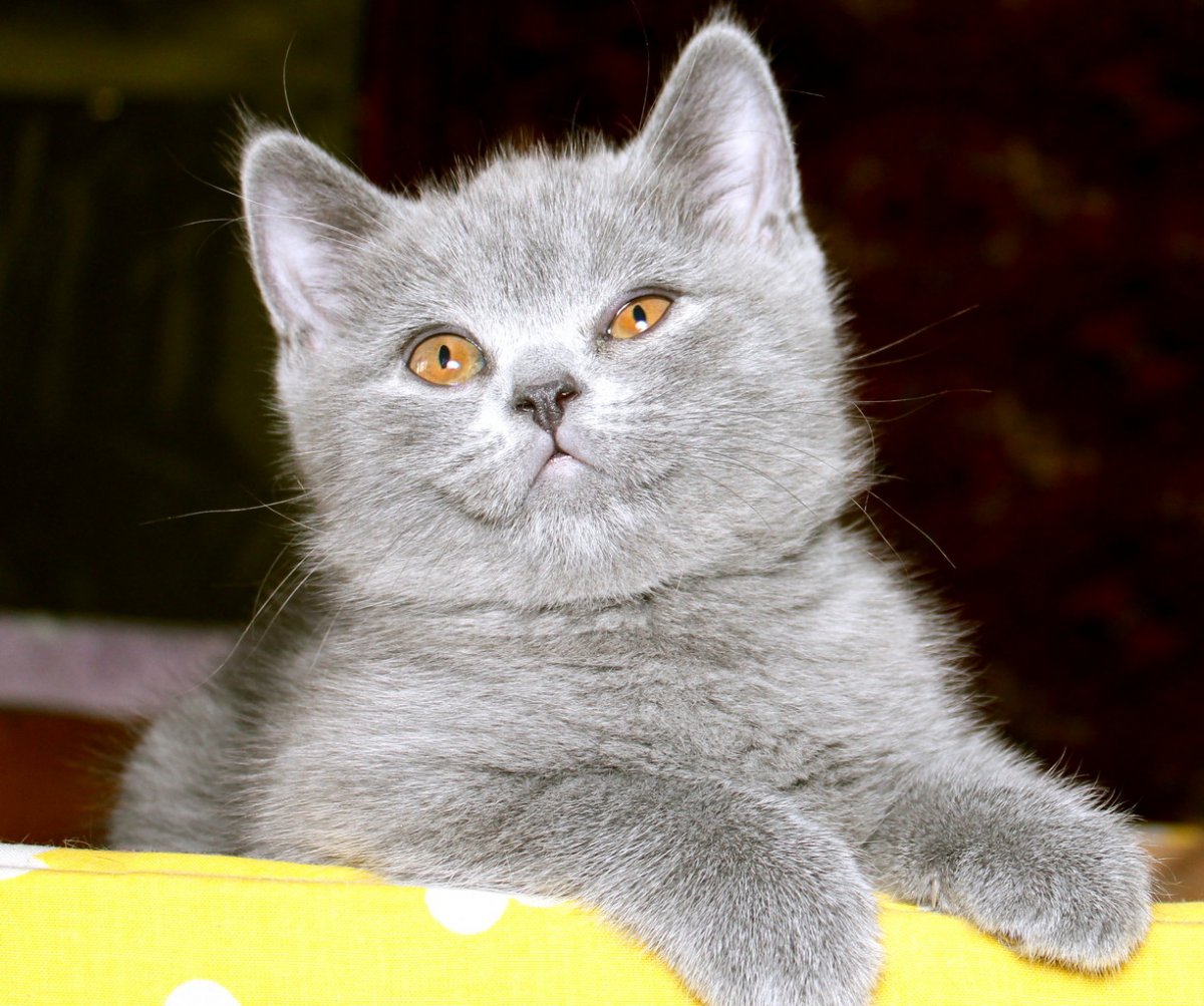 Шотландская кошка прямоухая