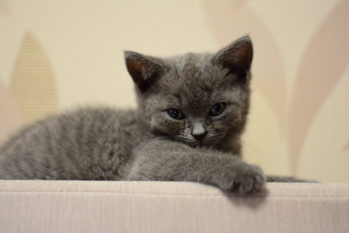 Скоттишь страйт и скоттишь фонд