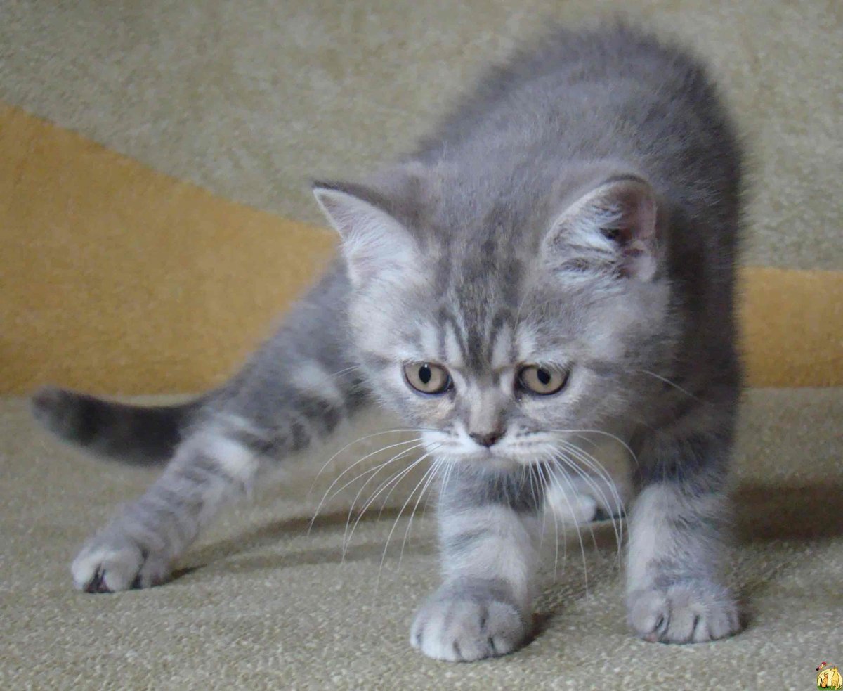Британские котята серые