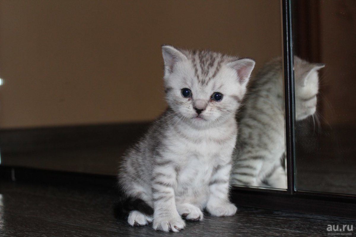 Британские и Шотландские котята