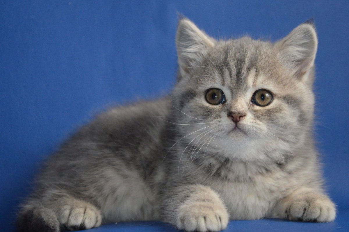 Шотландский скоттиш страйт вискас