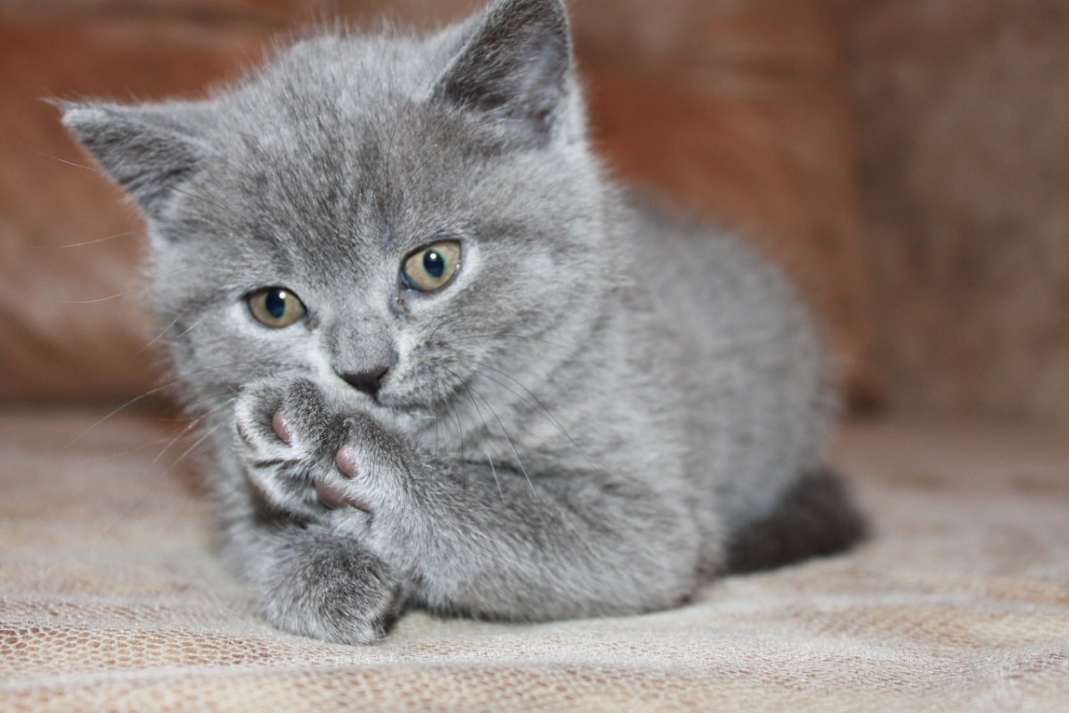 Коричневые британские котята фото