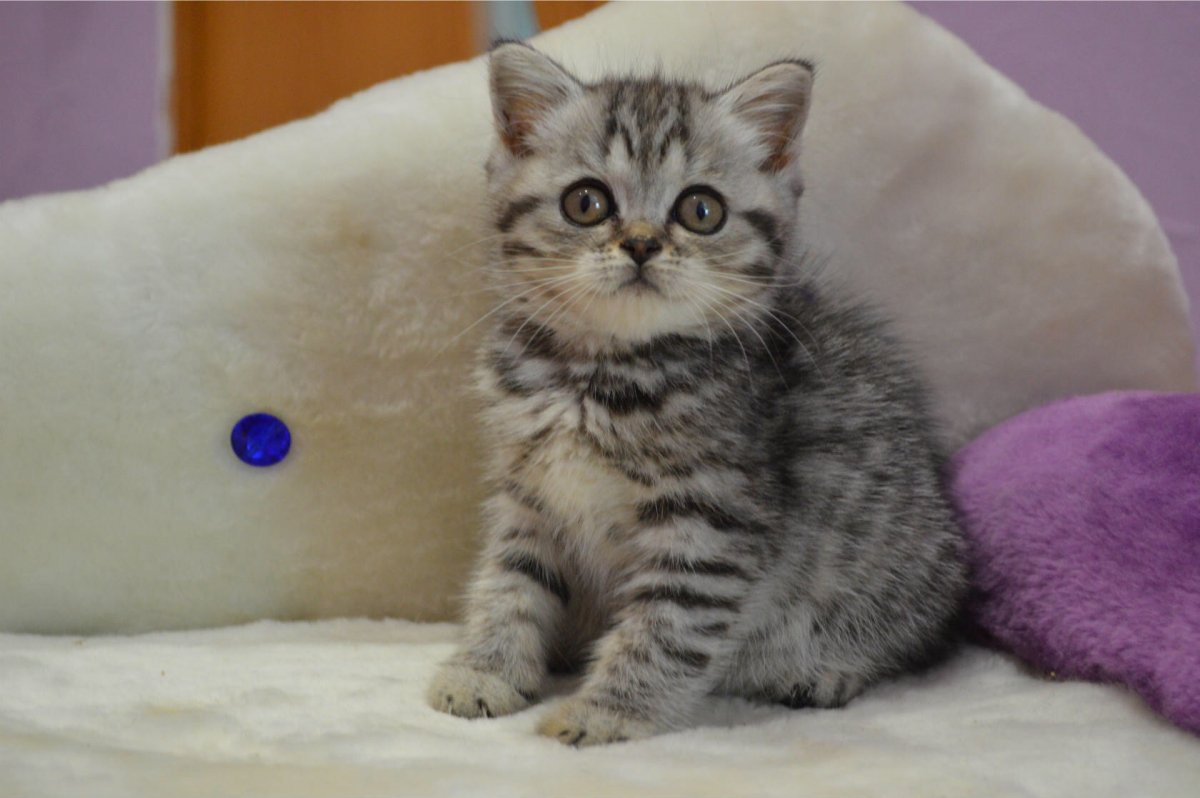 Шотландские кошки прямоухие скрещенные