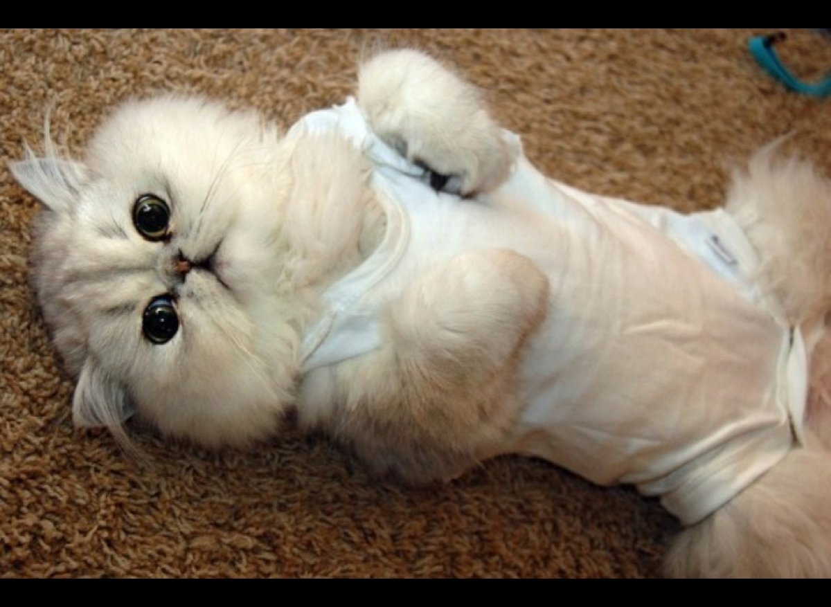 Коты в пижамах