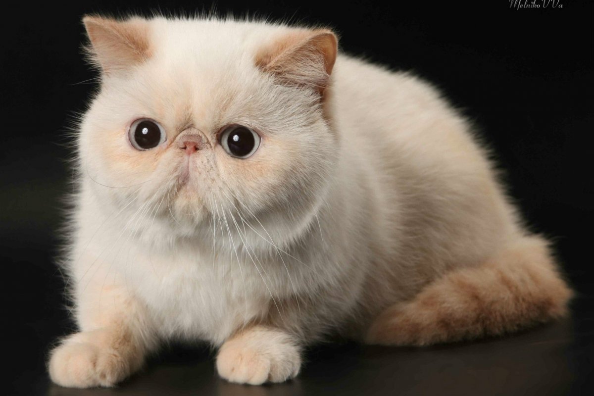 Экзотическая кошка (кот экзот)