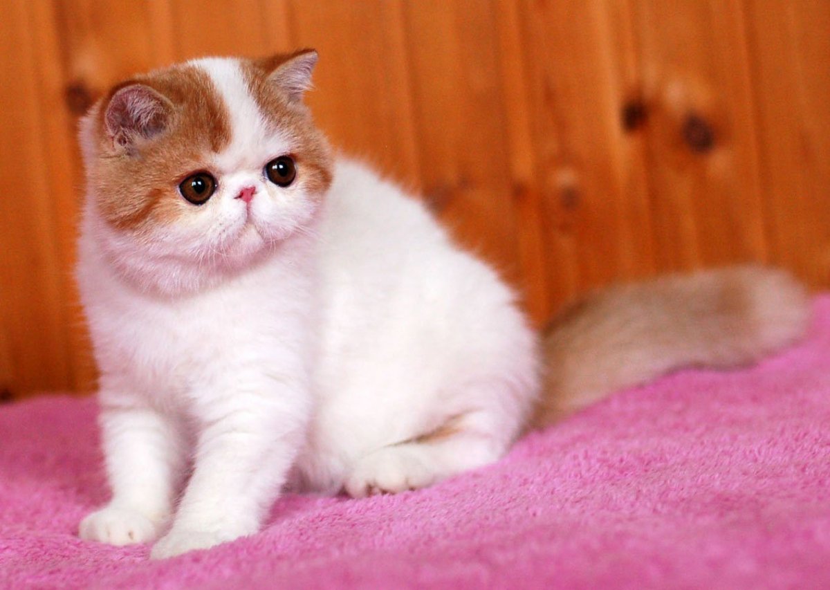 Экзот кот гладкошерстный