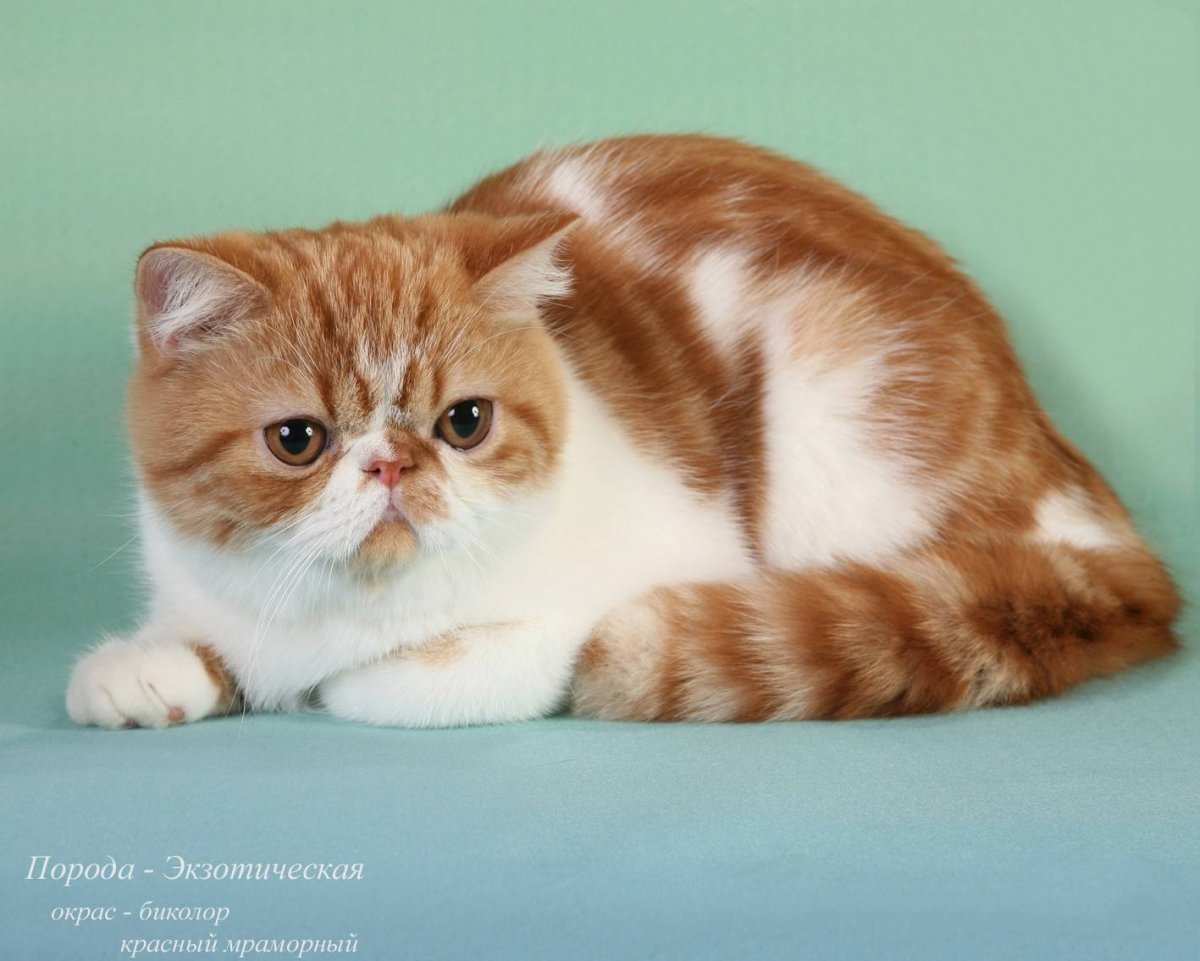 Котенок экзот короткошерстный