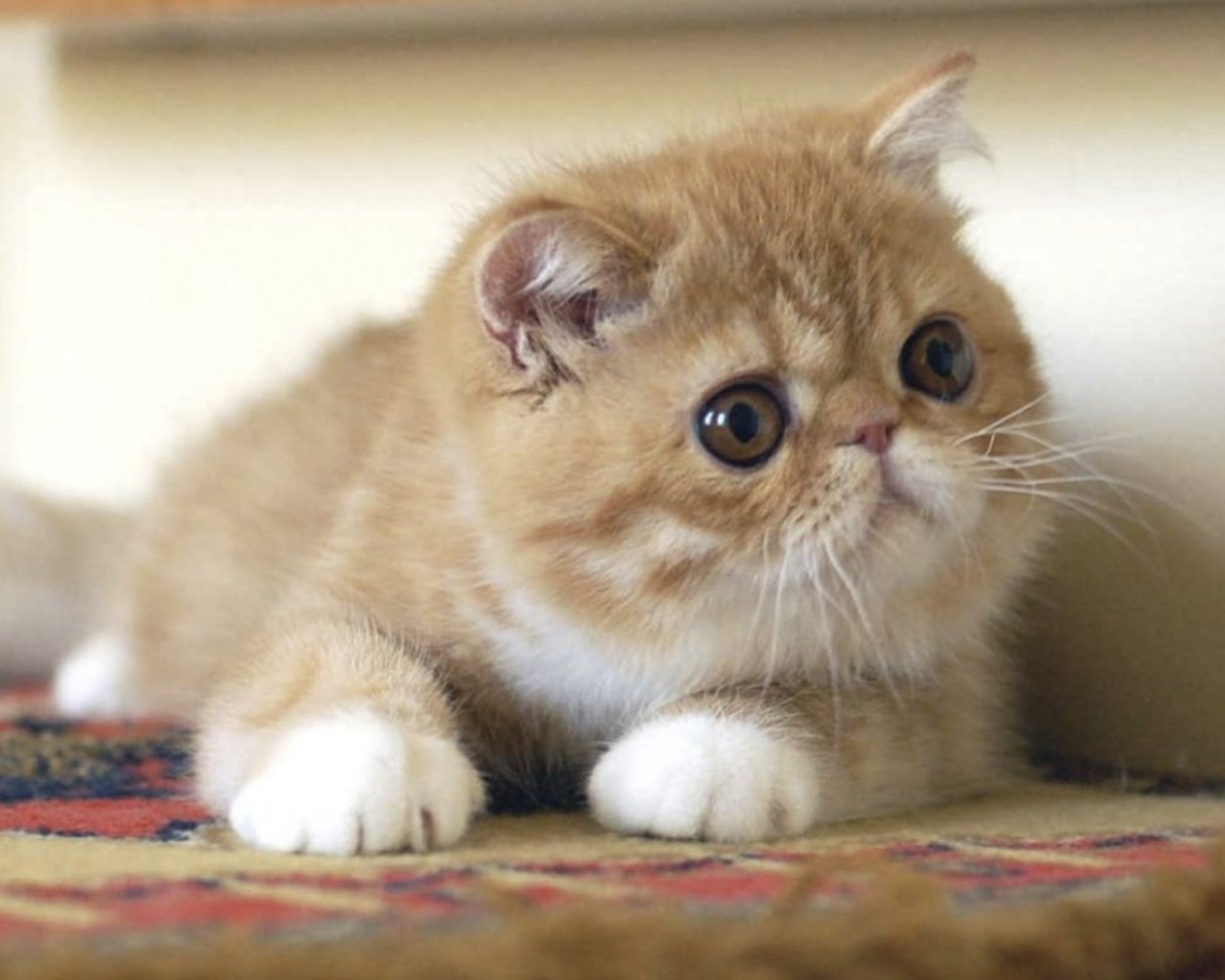 Персидский экзот гладкошерстный