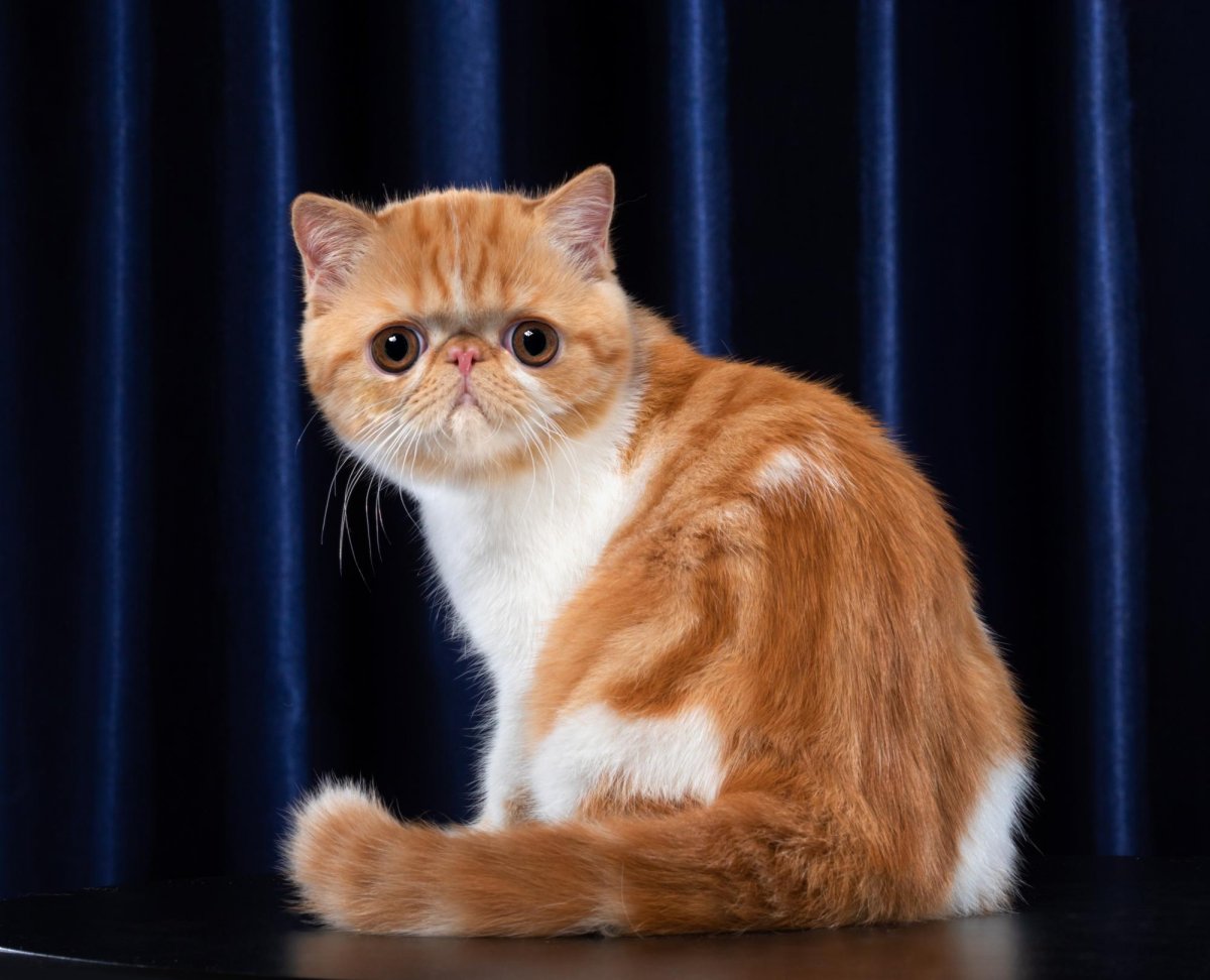 Экзот кошка