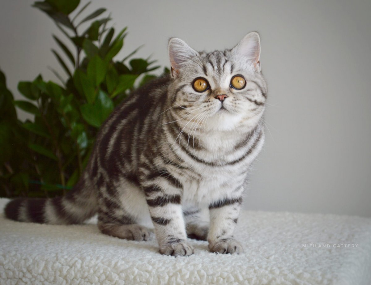 Шотландская кошка прямоухая мраморная
