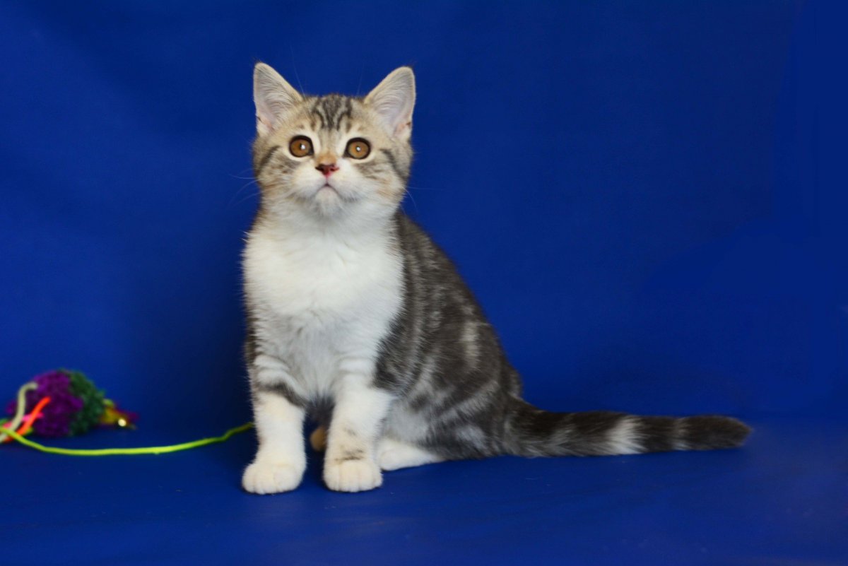 Скоттиш страйт трехцветная