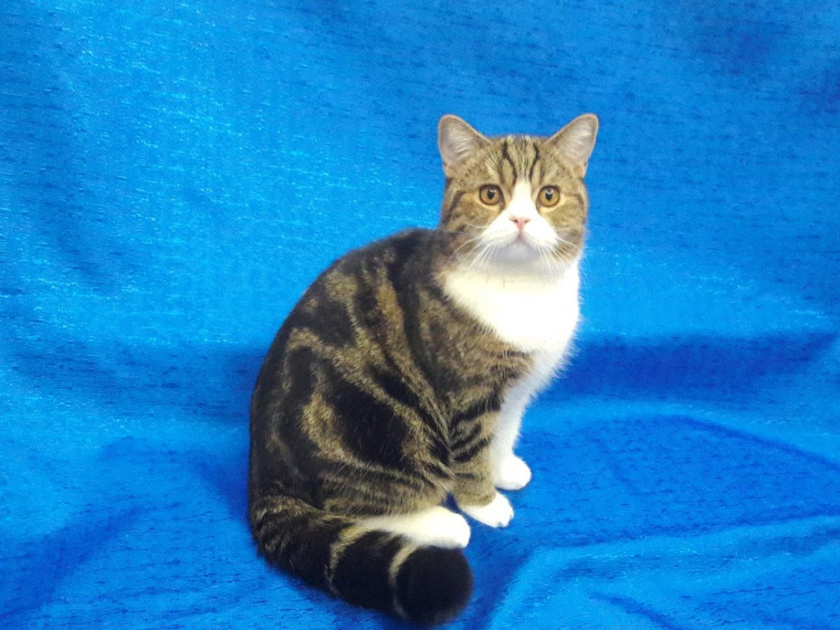 Шотландский скоттиш страйт биколор