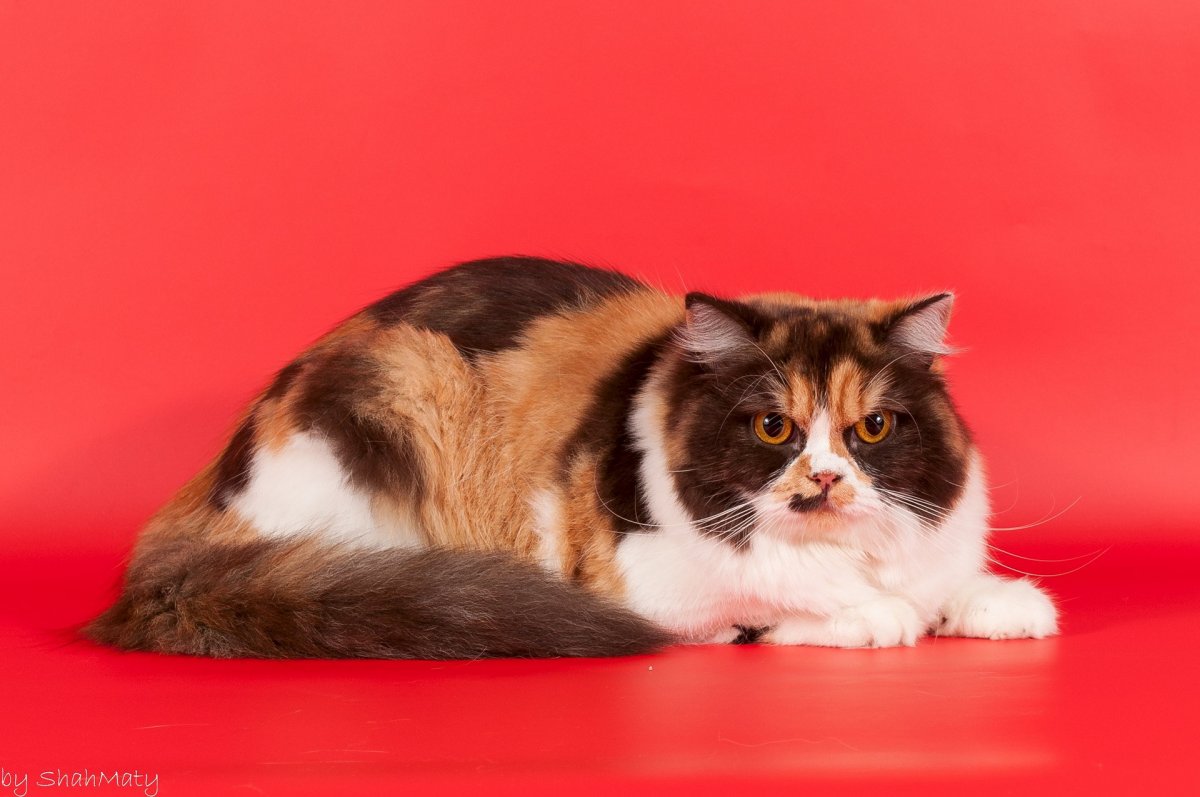 Хайленд страйт вислоухий