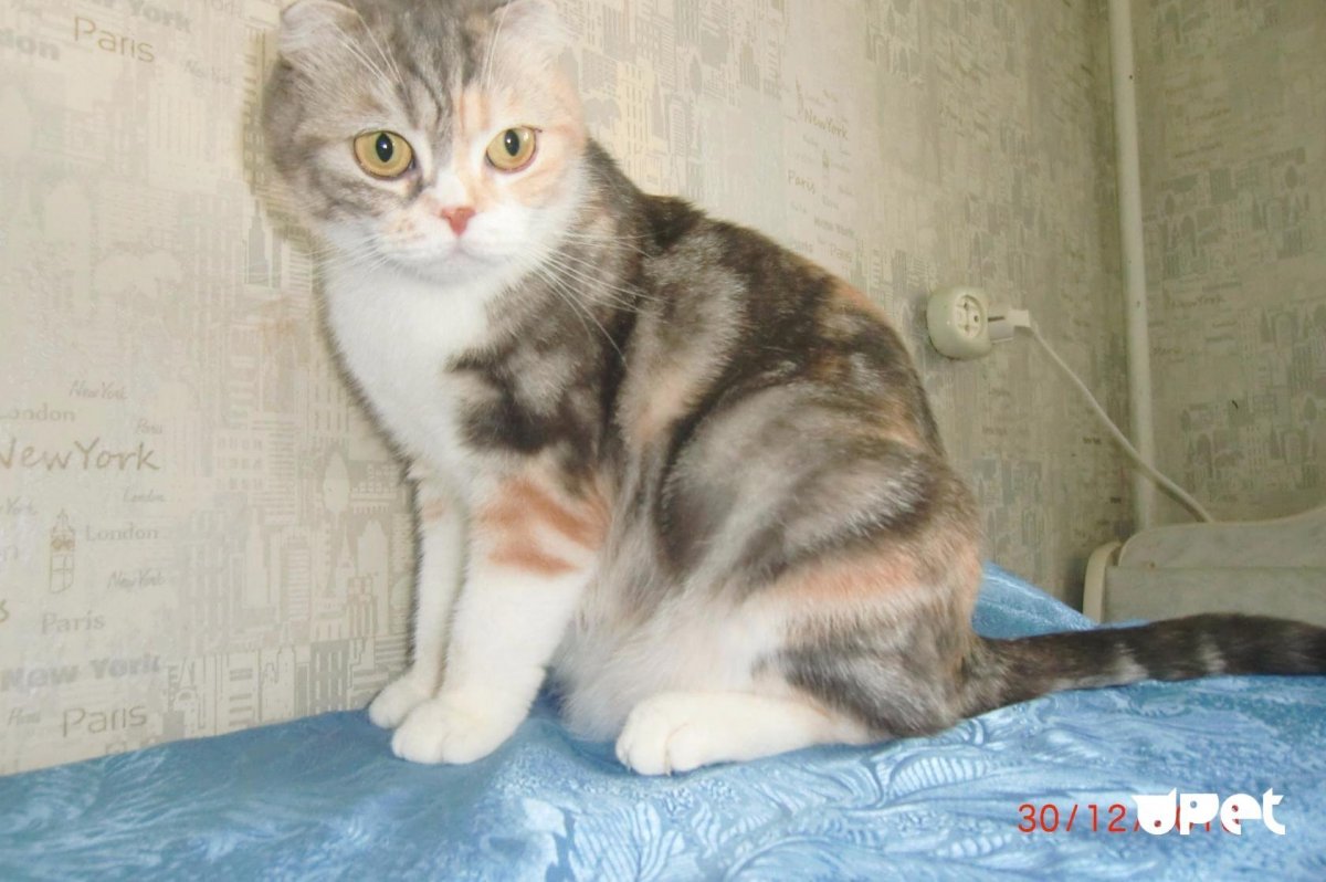 Шотландская кошка прямоухая трехцветная