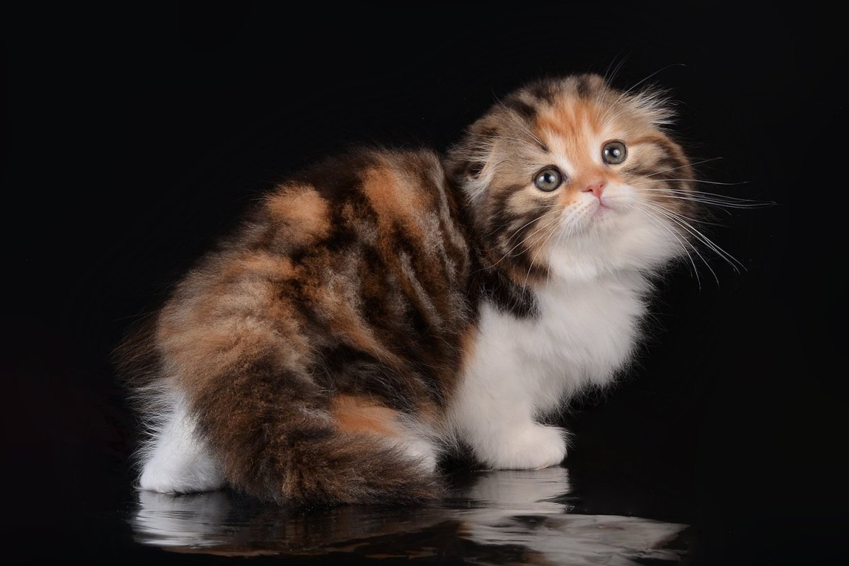 Манчкин скоттиш страйт