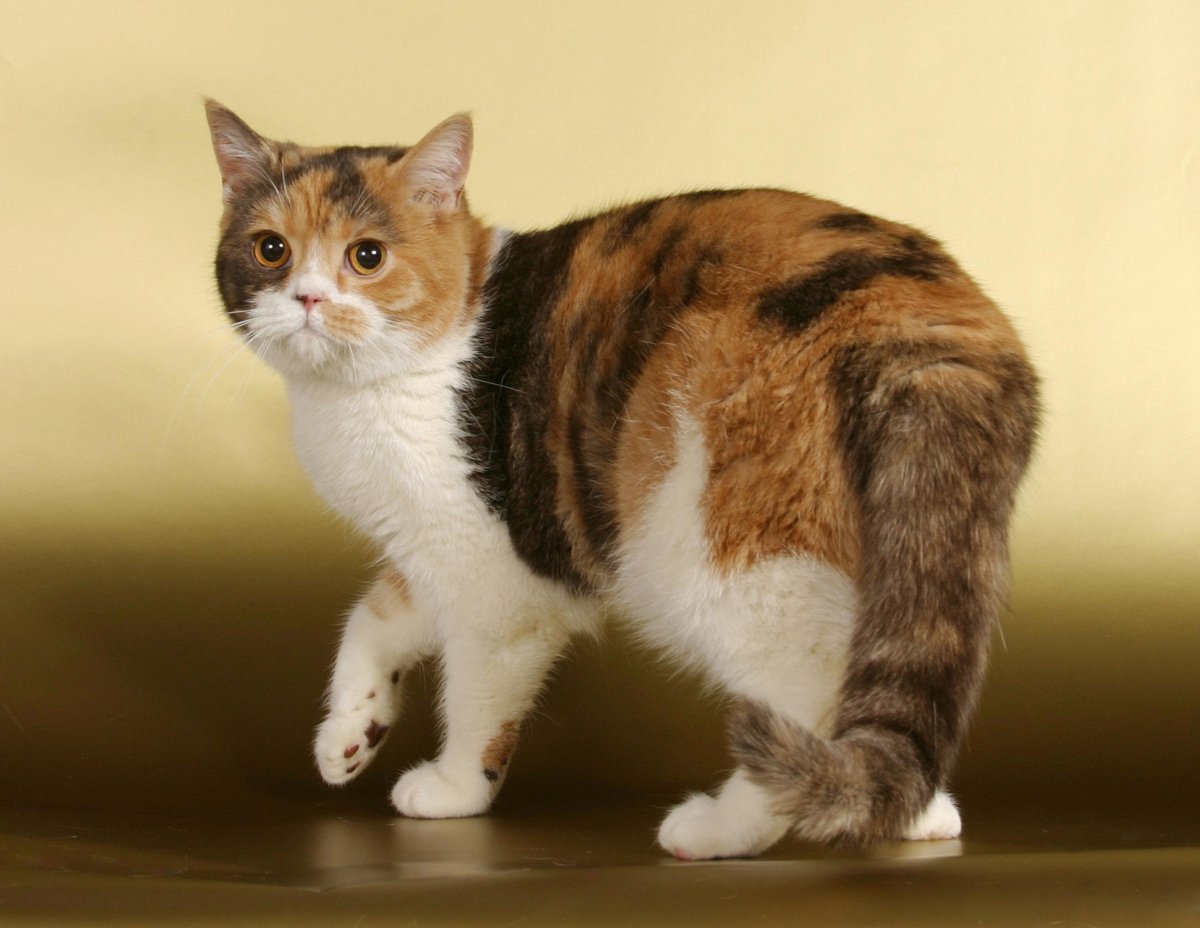 Британская трехшерстная кошка