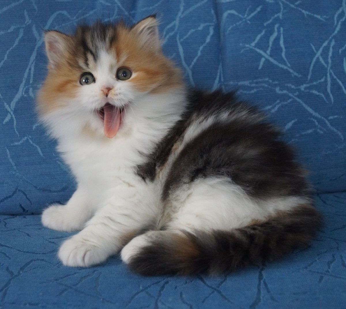 Шотландский хайленд страйт