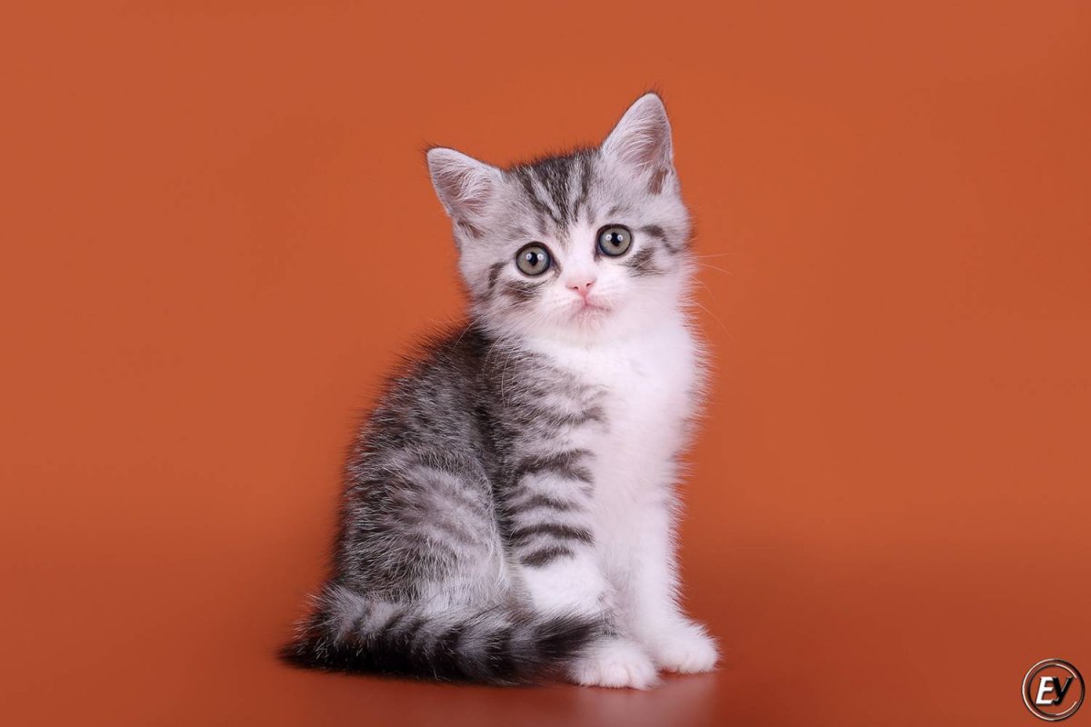 Питомник скоттиш страйт фолд