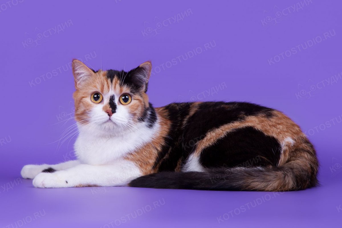 Скоттиш страйт черепаховый