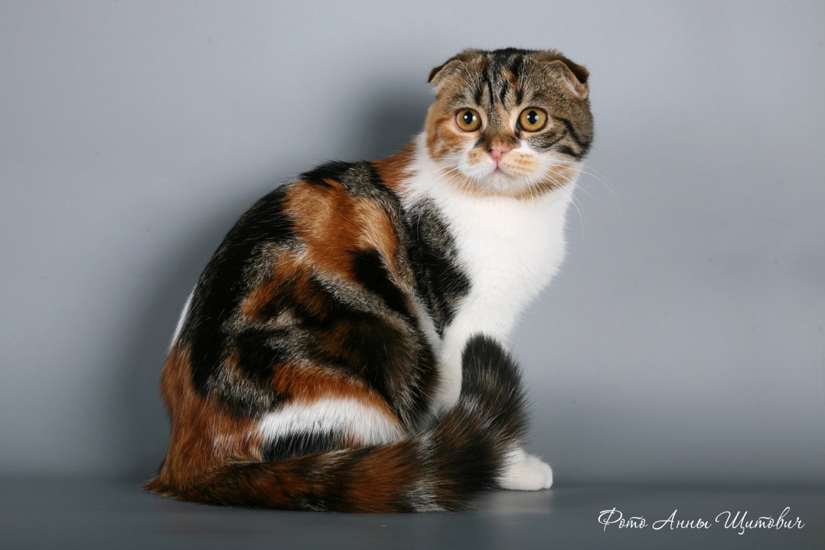 Шотландская страйт биколор