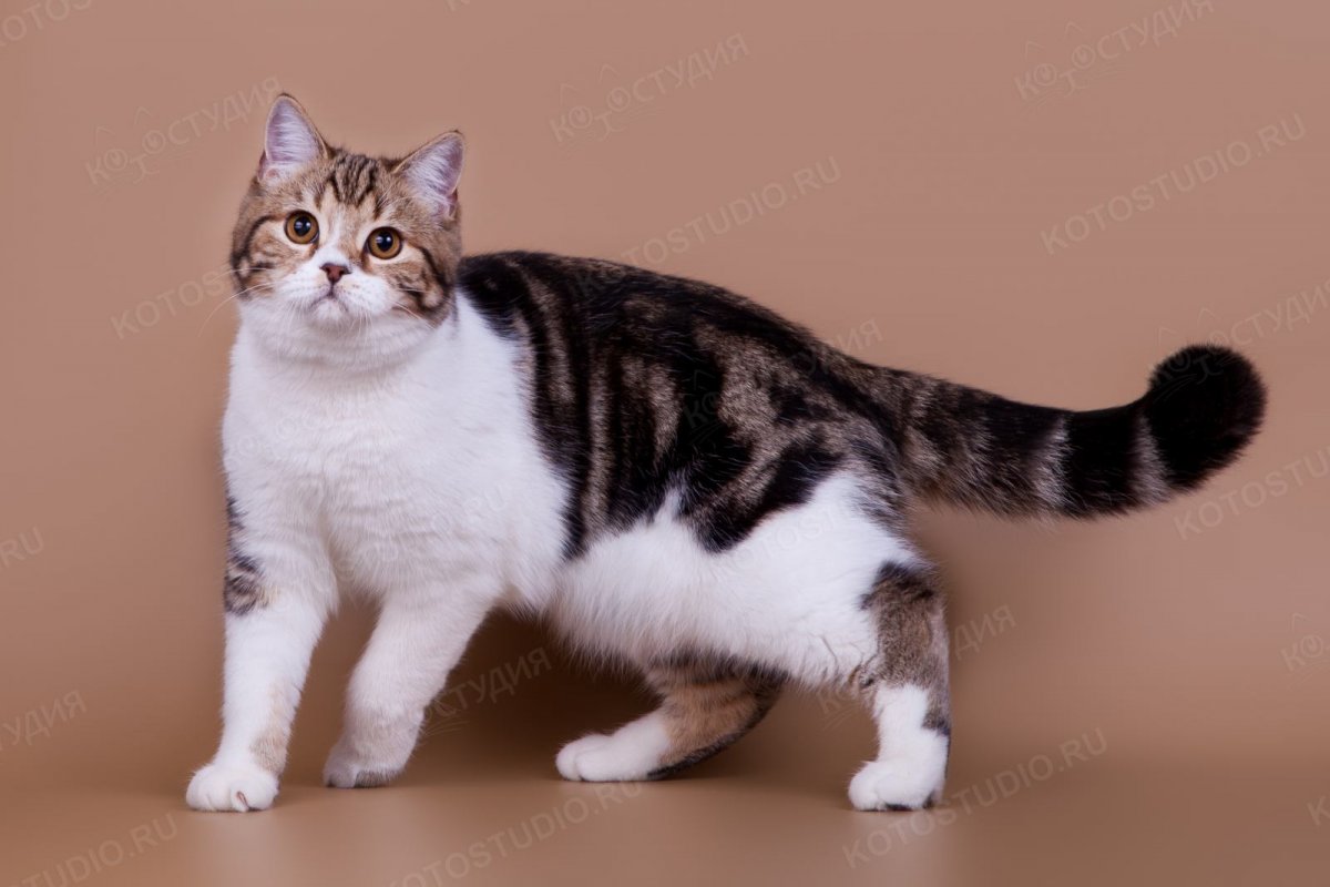 Британец табби биколор