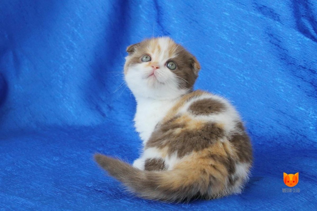 Шотландская вислоухая кошка трехцветная