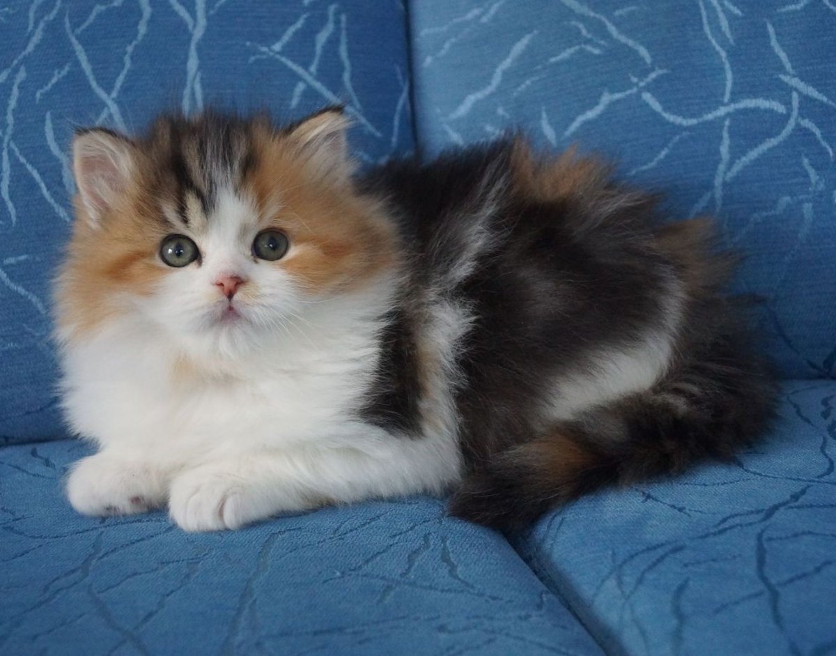 Техцветные скоттиш страйты