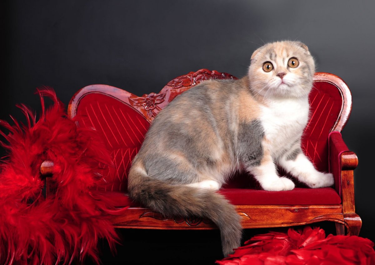 Шотландские котята