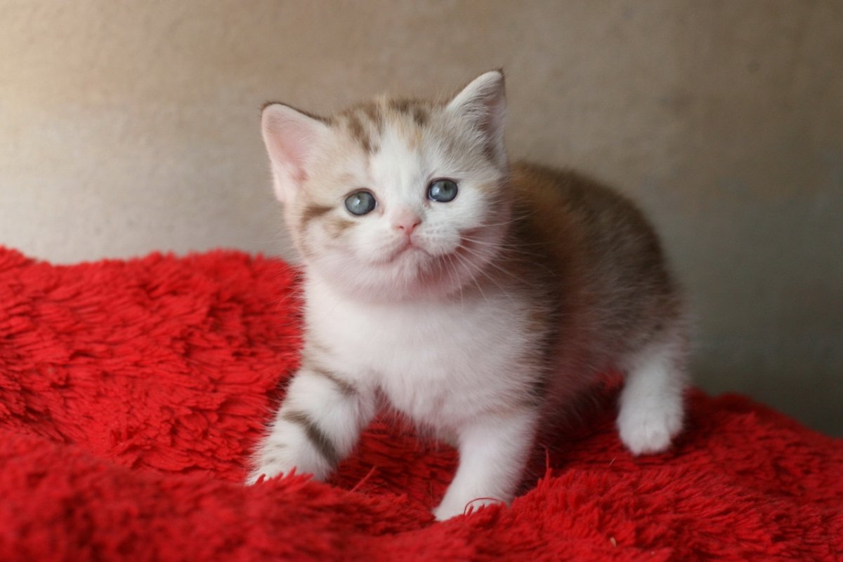 Шотландская скоттиш страйт мраморная Золотая