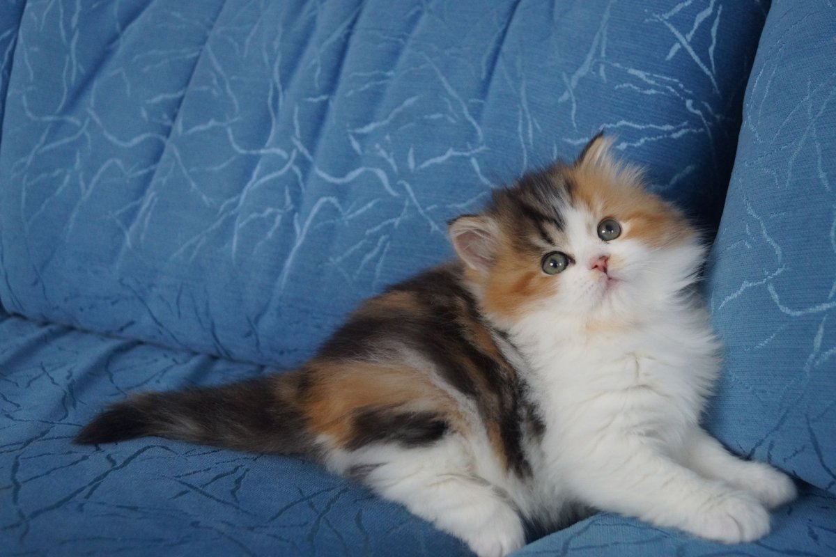 Шотландская прямоухая биколор